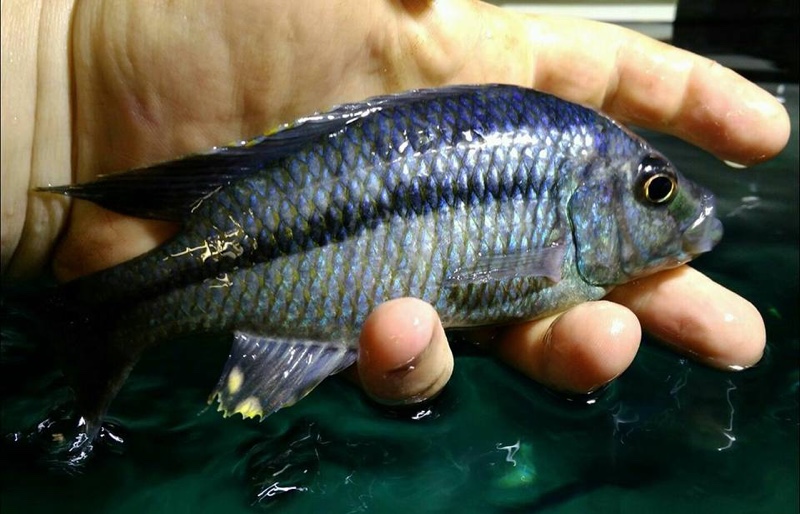 'Hemitaeniochromis' sp. 'spilopterus kande' Kande Island